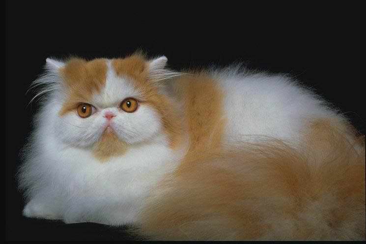 Gatti (47)